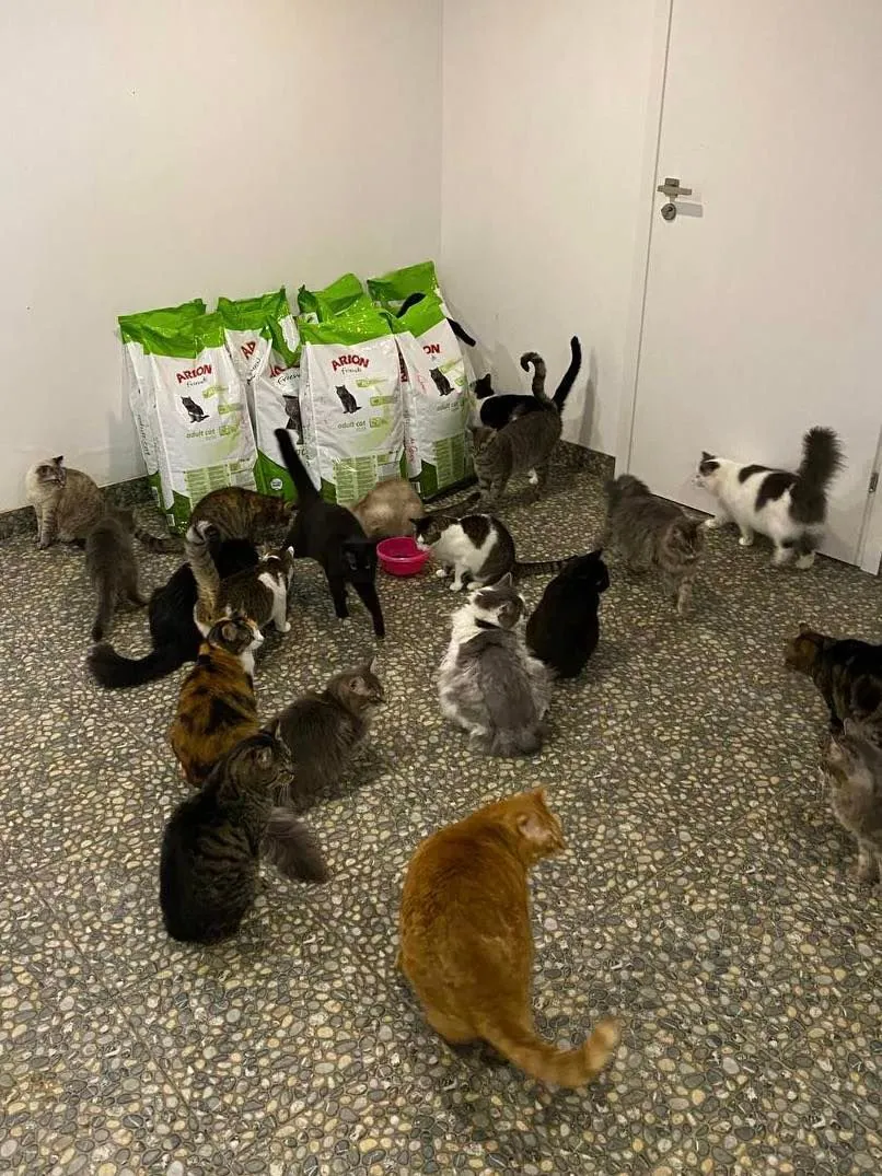 Cats gathering at feeding time in the cat room