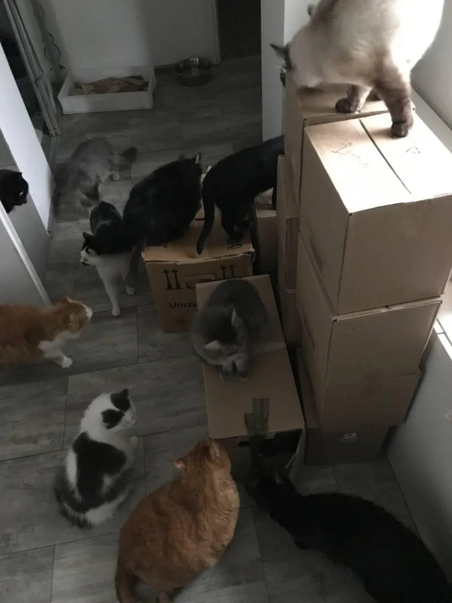 Cats exploring stacks of donation boxes
